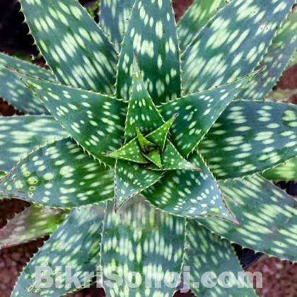 Aloe Vera Maculata